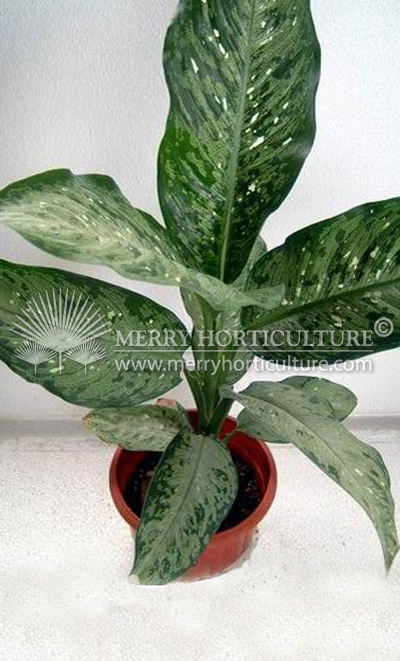 Dieffenbachia