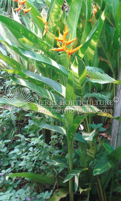 Heliconia_nickeriensis_variegated