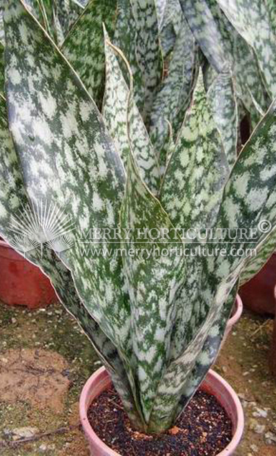 Sansevieria