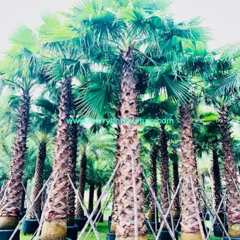 Washingtonia Robusta