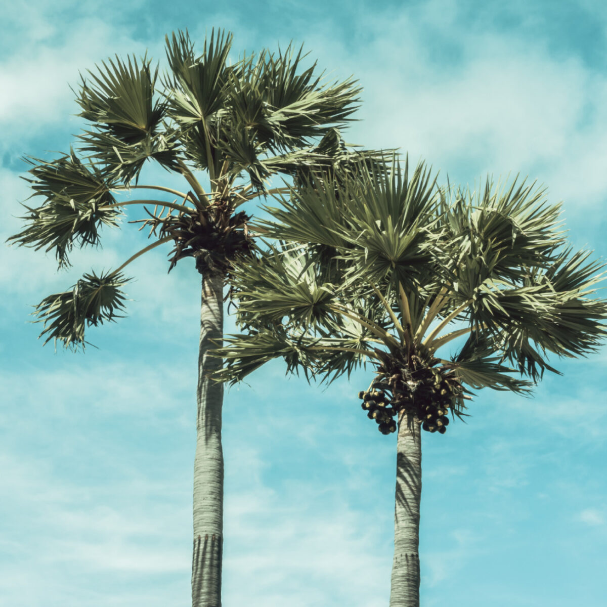 Rare / Exotic Palms 2