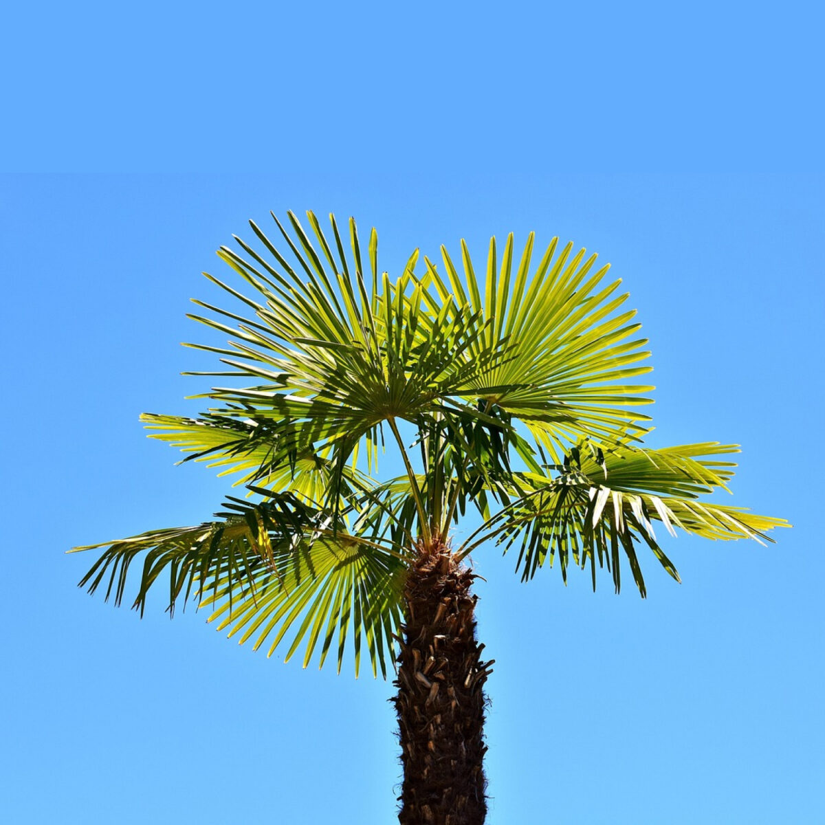 Rare / Exotic Palms 3