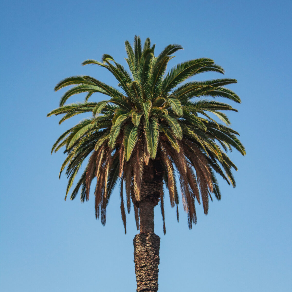 Rare / Exotic Palms 4