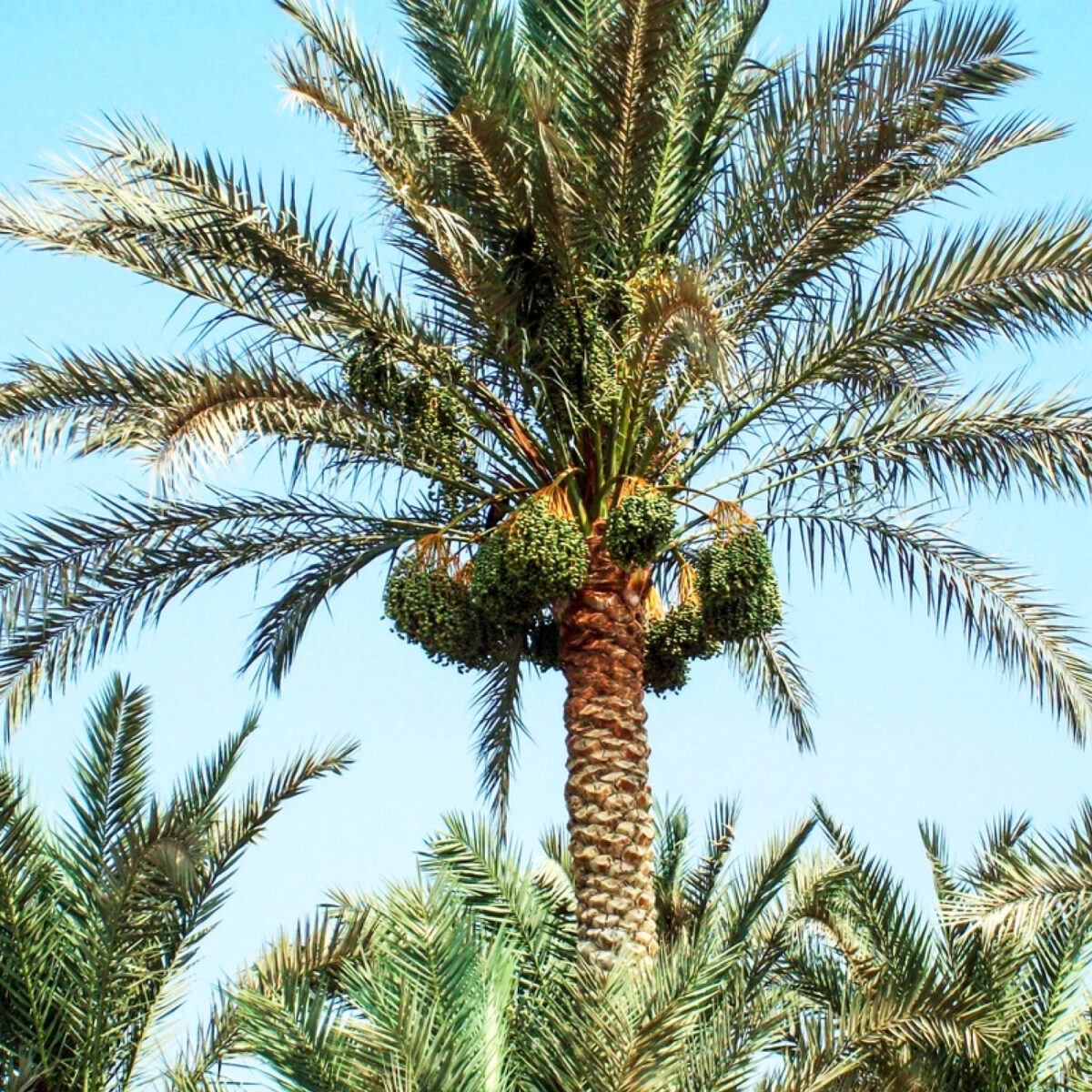 Rare / Exotic Palms 5