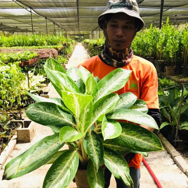 AGLAONEMA & DIEFFENBACHIA