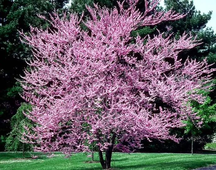 Cercis canadiensis(Eastern Redbud)