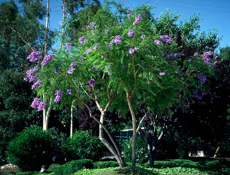 Jacaranda mimosifolia