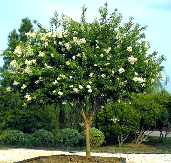 Ligustrum japonicum (Privet)