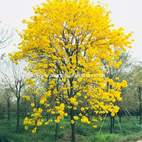 Tabebuia Chrysantha
