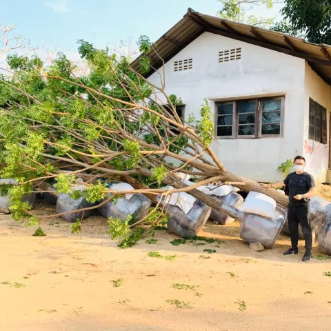 Azadirachta Indica (Neem)