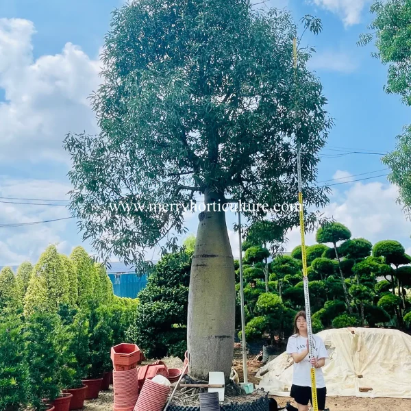 Brachychiton Rupestris