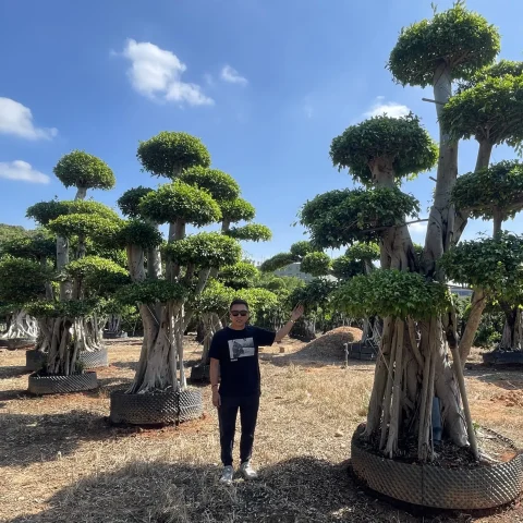 Ficus Bonsai