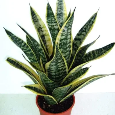 Sanservieria
