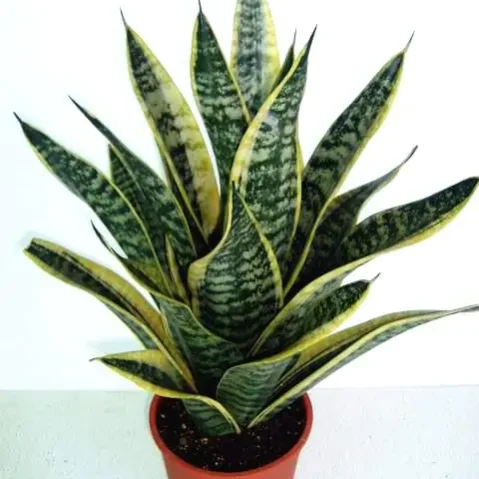 Sanservieria