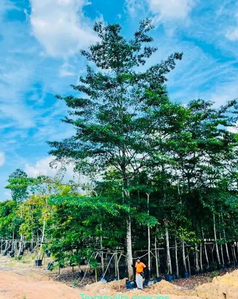 Terminalia Ivorensis