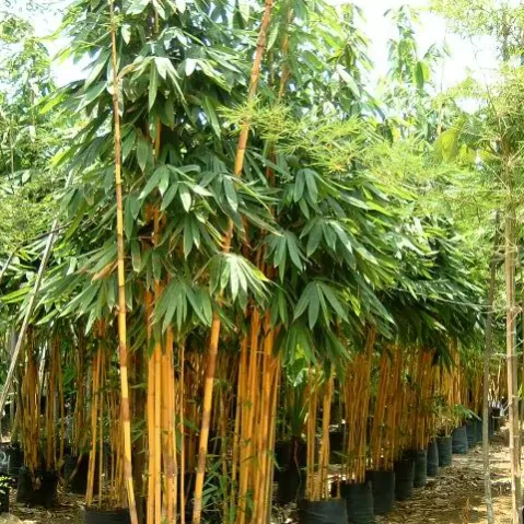 Schizostachyum Brachycladum Yellow