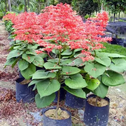 Clerodendrum paniculatum