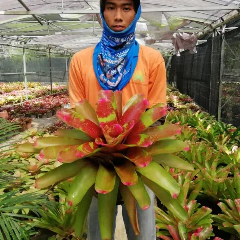 Bromeliad Hybrid