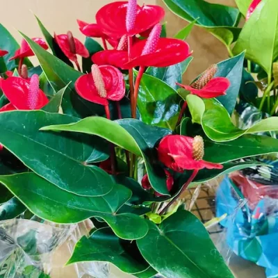 Anthurium Red