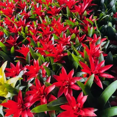 Bromelia Red