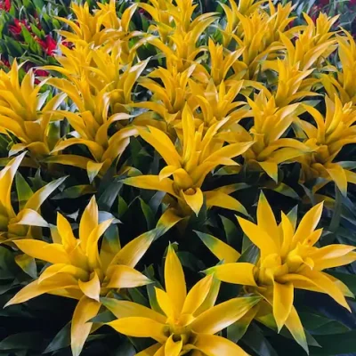 Bromelia Yellow