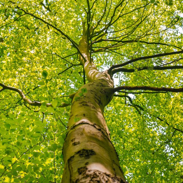 Free view of tree image, public domain nature CC0 photo.

More:

 View public domain image source here